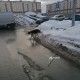 Собака возможно порода овчарка с ошейником