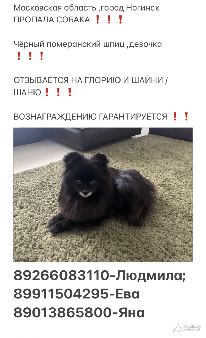 Пропала собака