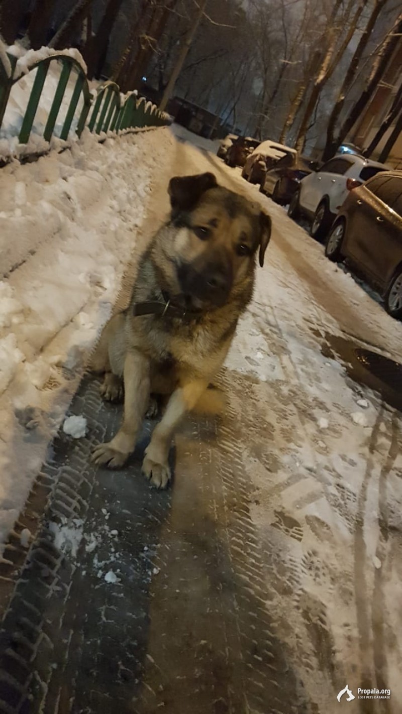 Найден пес, метис овчарки, с ошейником