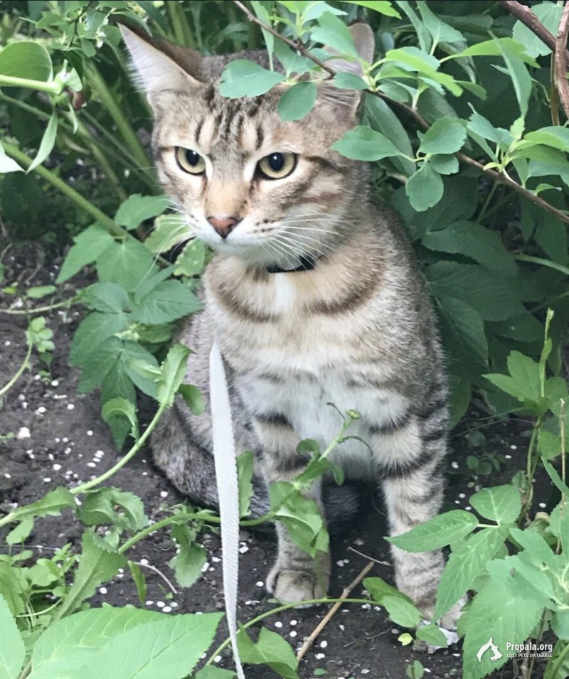 8 августа пропал котик с поводком-рулеткой на шее.