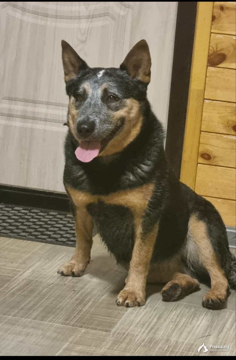 Пропала Сабака