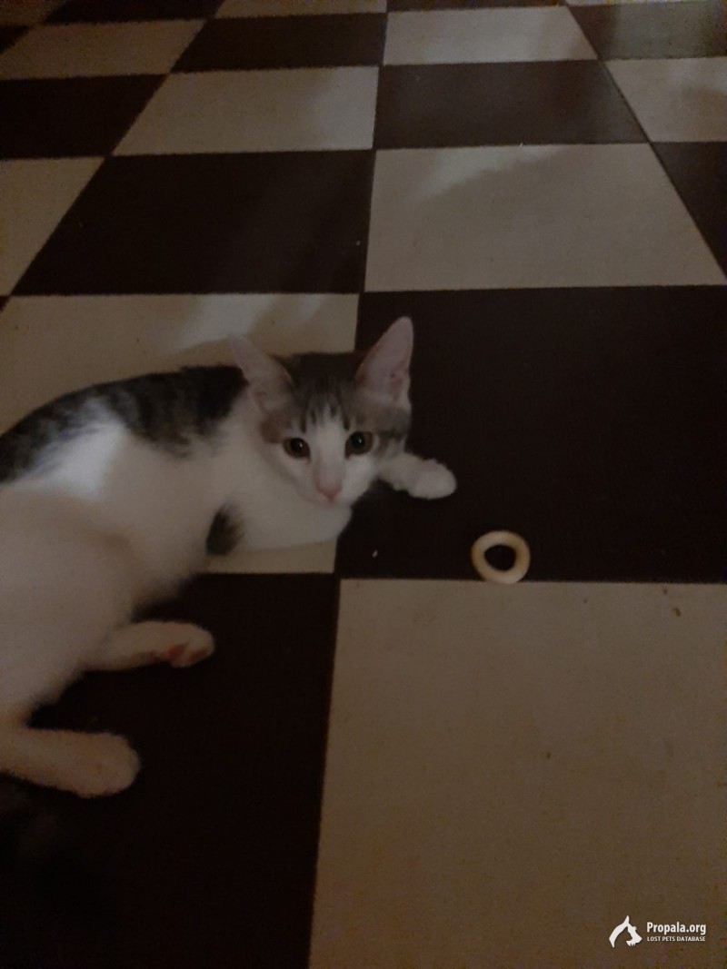 Помогите найти кошечку.