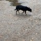 Найдено собака чихуахуа чёрного цвета 