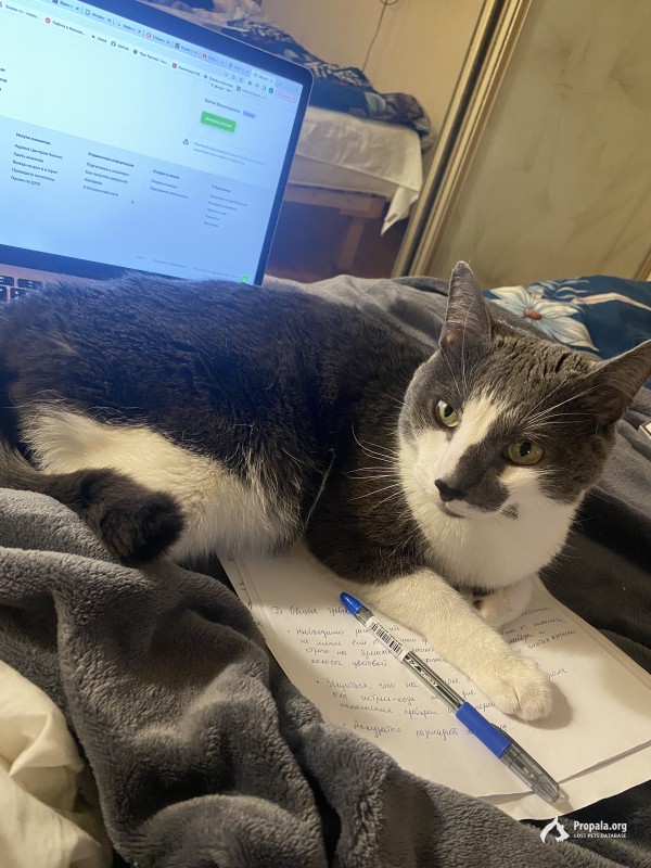 Пропал кот!