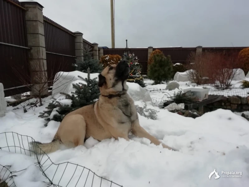 Ищем собаку