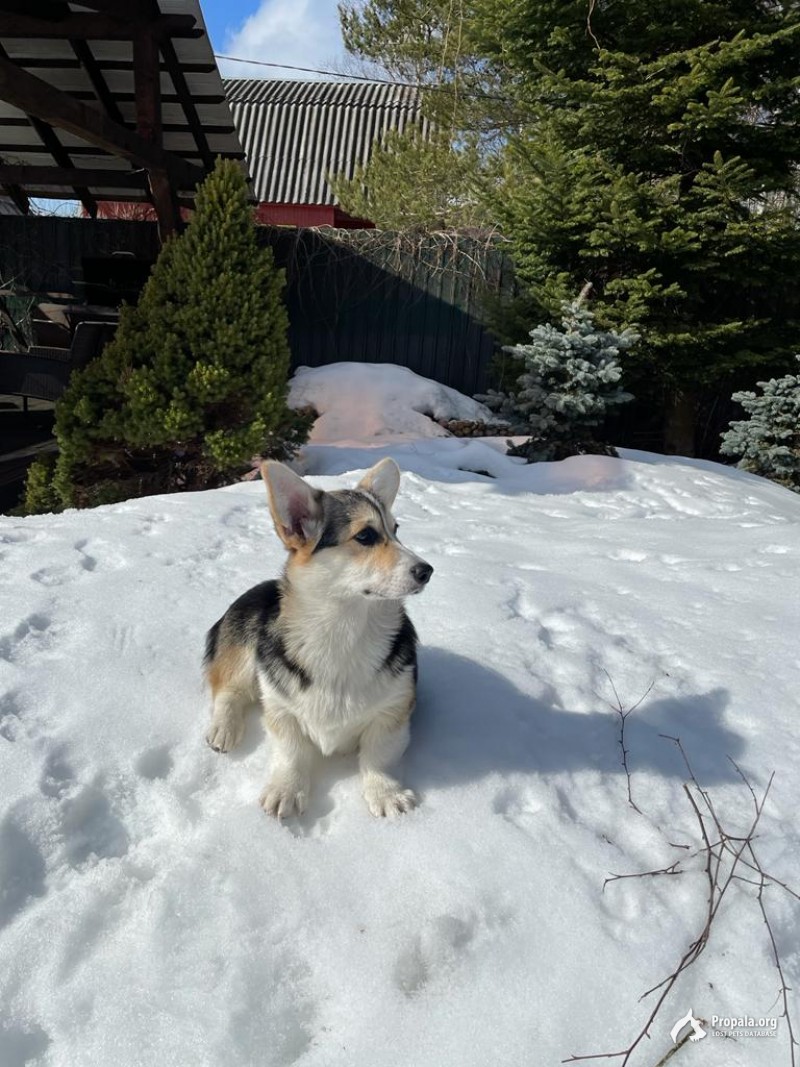 Потерялась собака Корги триколор