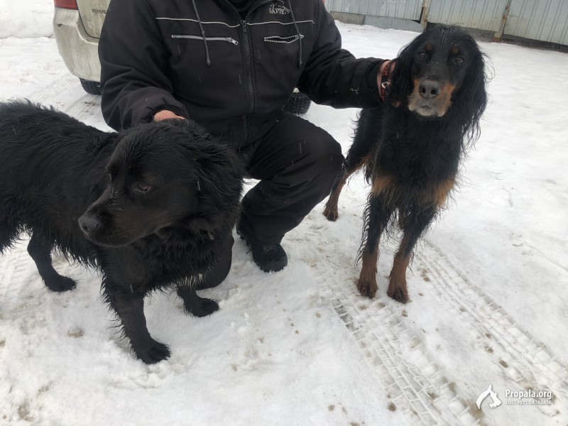 Найдены две собаки у метро Перово 