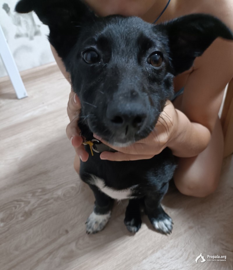 Найден щенок