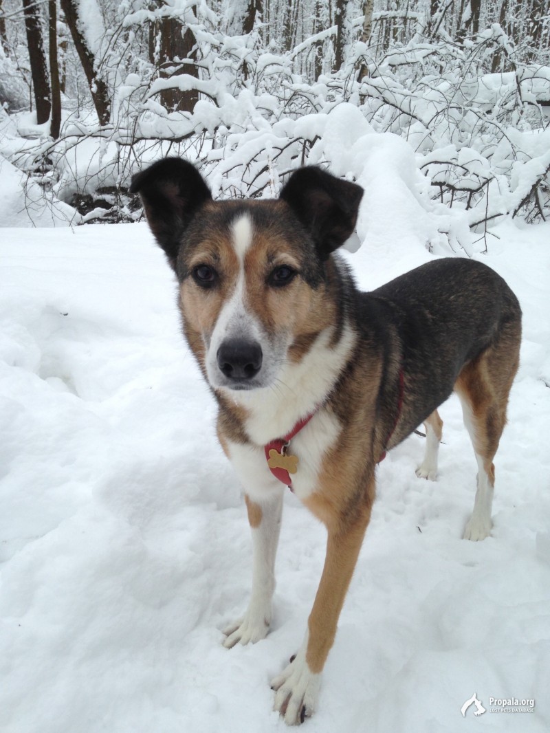 Пропала собака