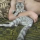 Пропал кот