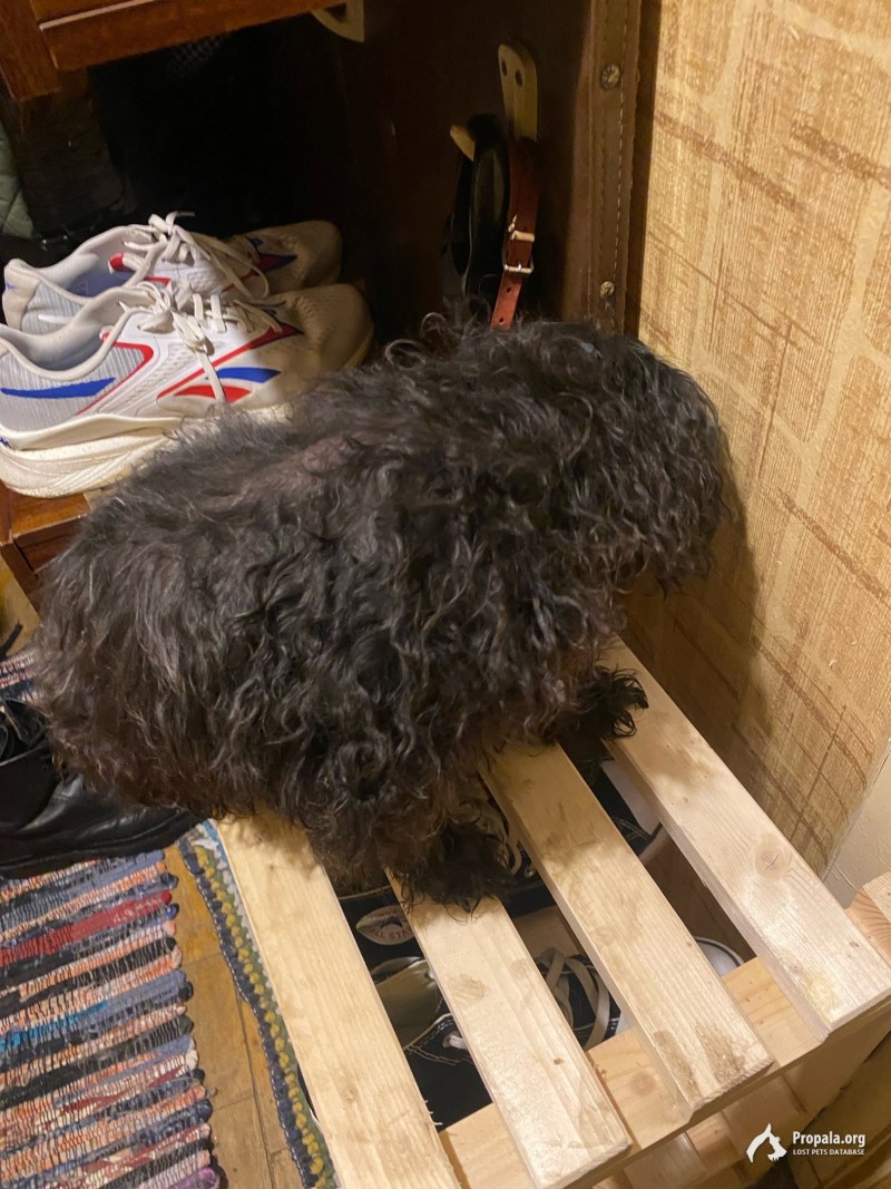 Найдена пудель-девочка