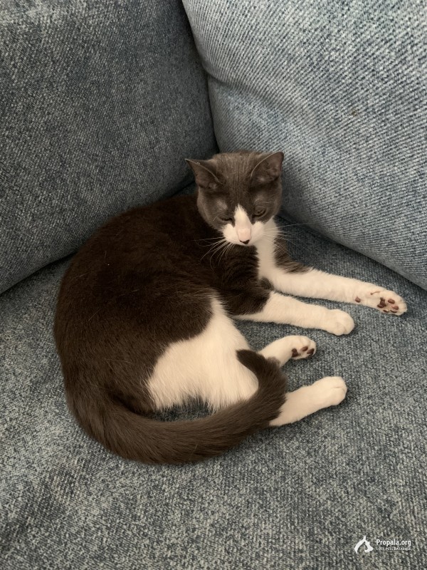 Пропала кошка