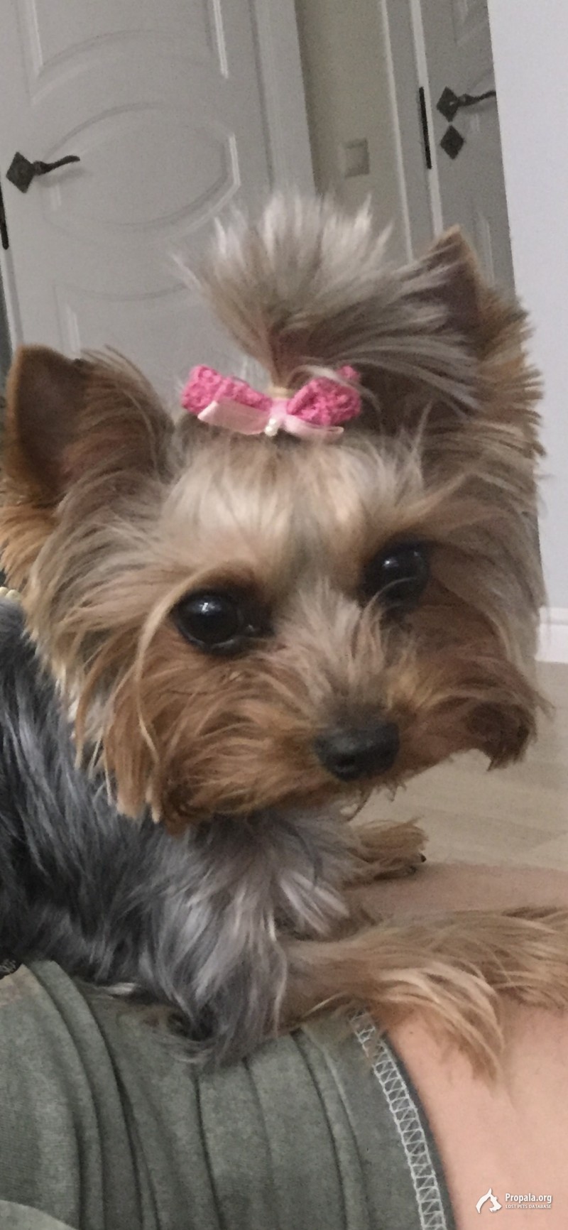 Пропала собака