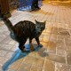Нашли кошку в Невском районе СПб