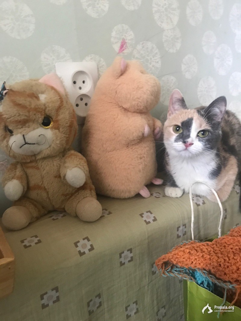 Потерялась кошка