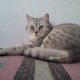 Найдена кошка.