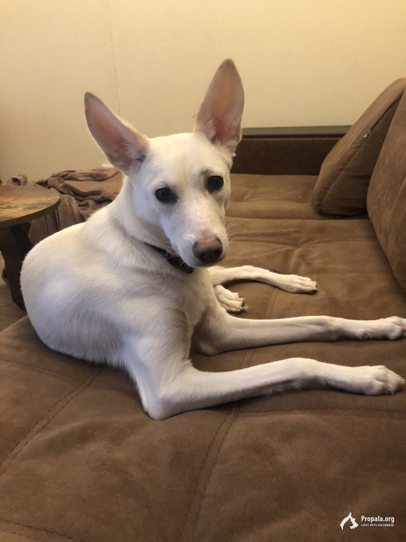 Пропала собака в районе с. Высочино