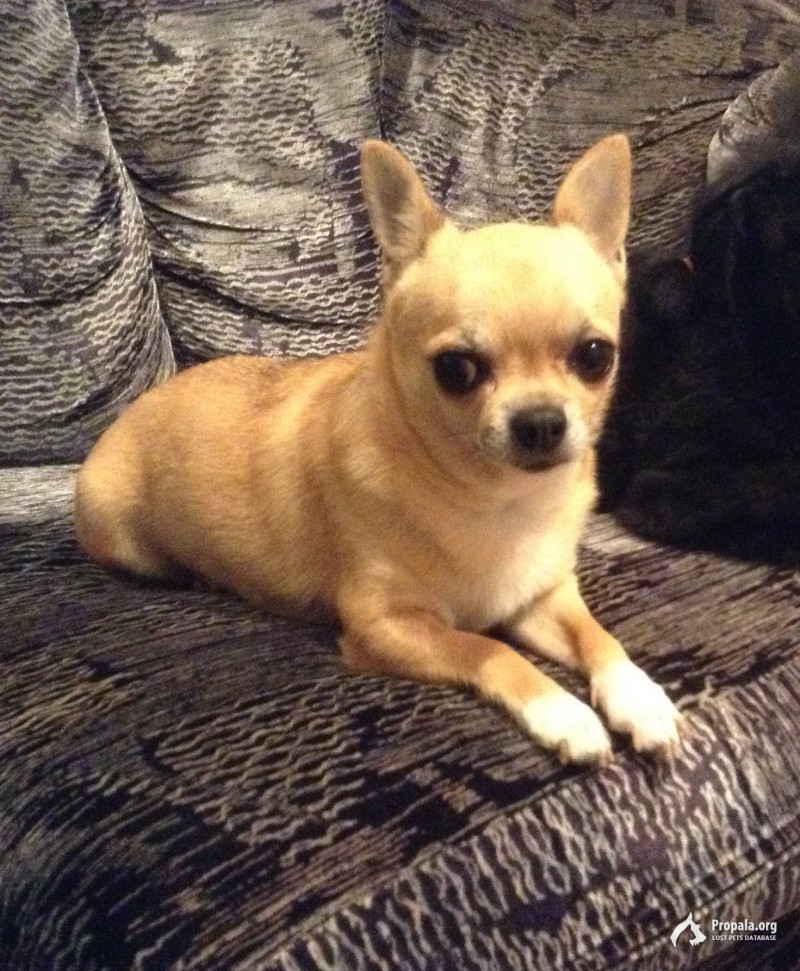 Пропала собака чихуахуа рыжая