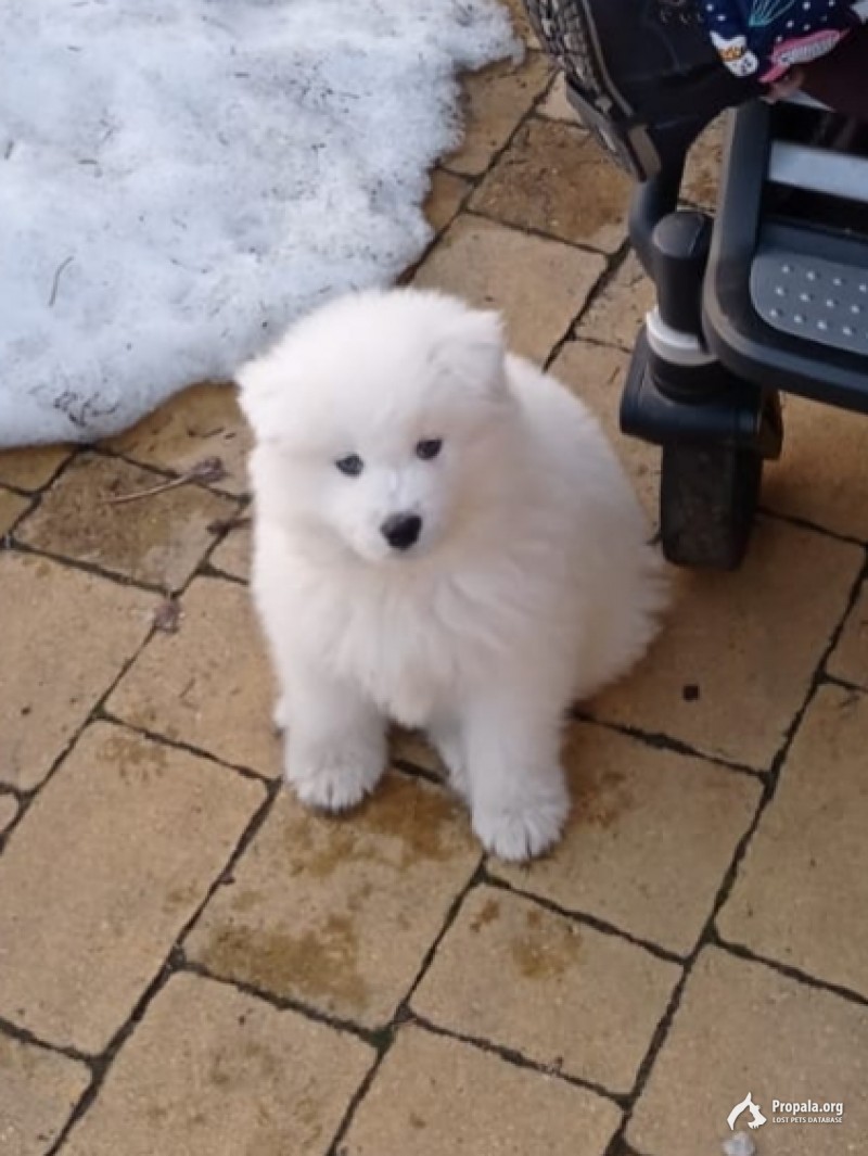 Пропал щенок самоедской лайки