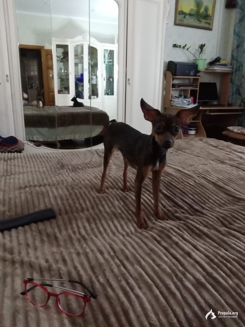 Пропала собака девочка той-терьер.