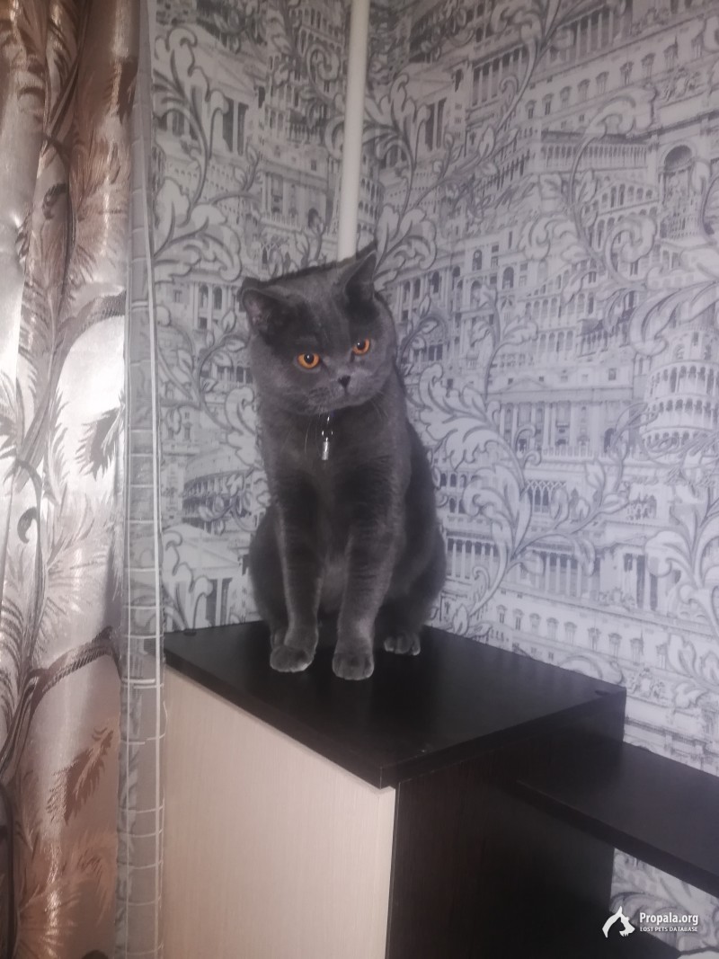 ПРОПАЛ КОТ КОРОЛЁВ