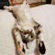 Пропала любимая кошечка