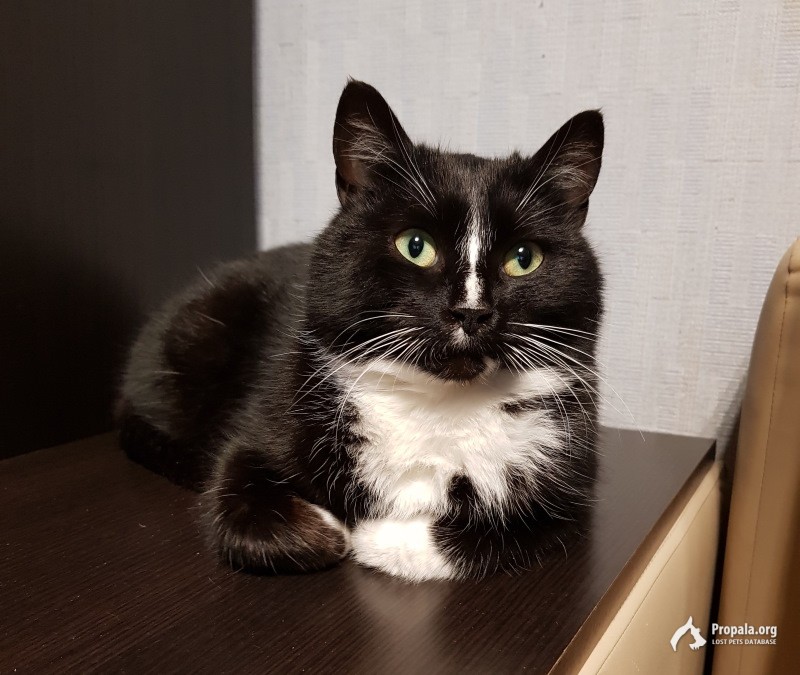 Найдена кошка!