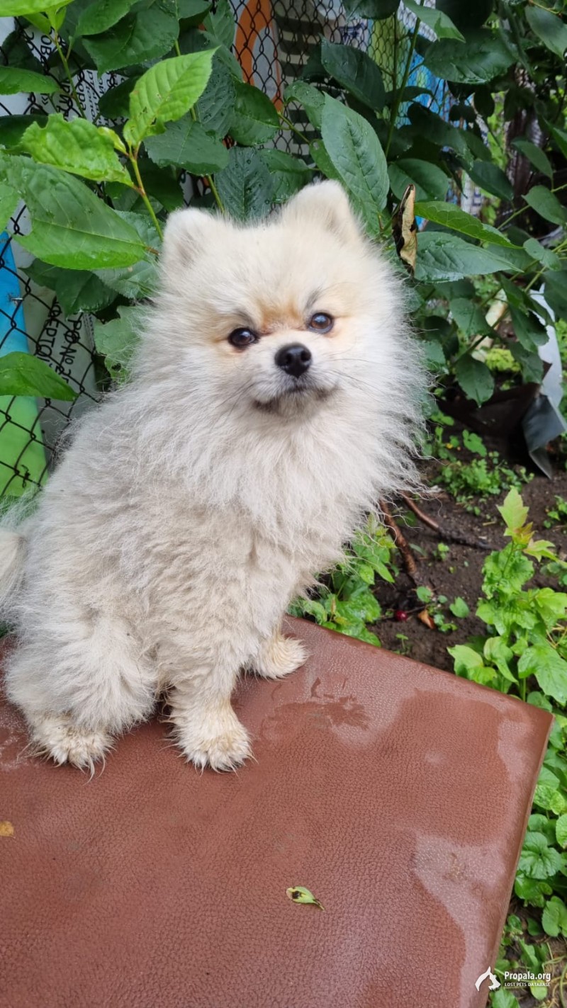 Потерялся померанский шпиц