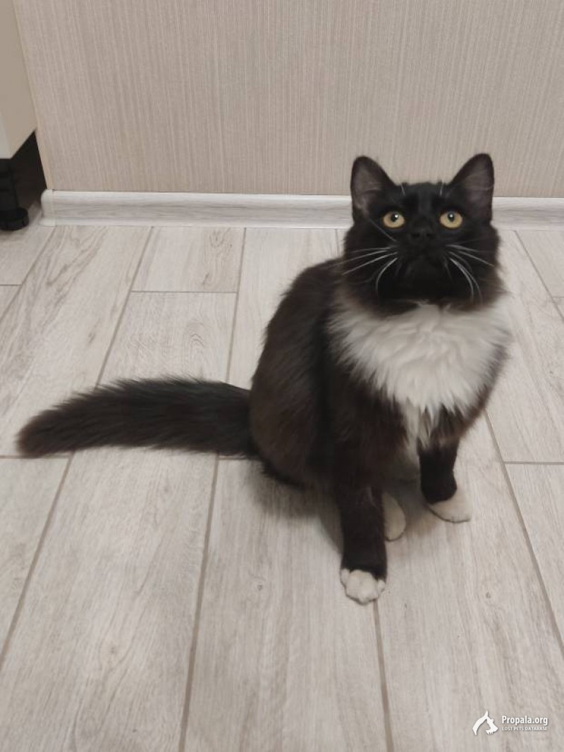 Найден молодой котик