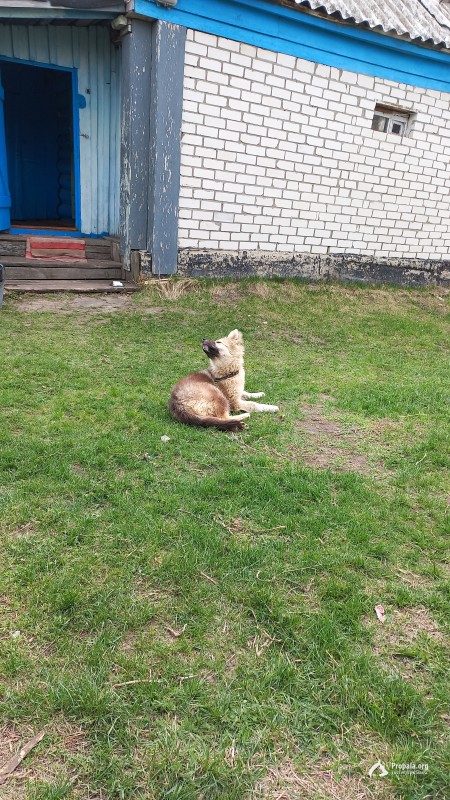 Пропала собака