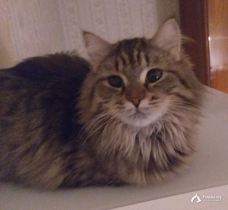 Пропала кошка в районе проспекта Авиаконструкторов!