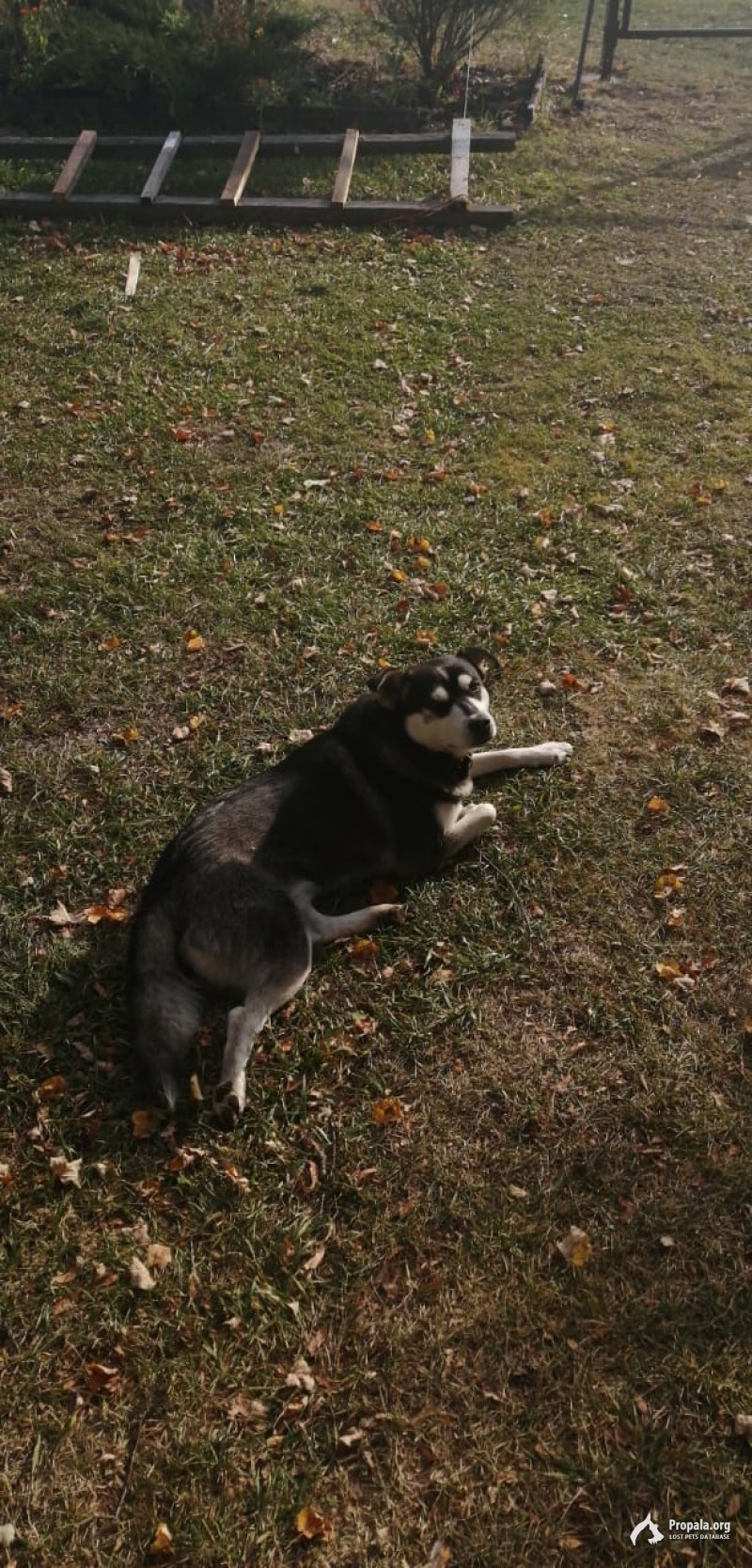 ПРОПАЛА СОБАКА ПОРОДЫ ХАСКИ