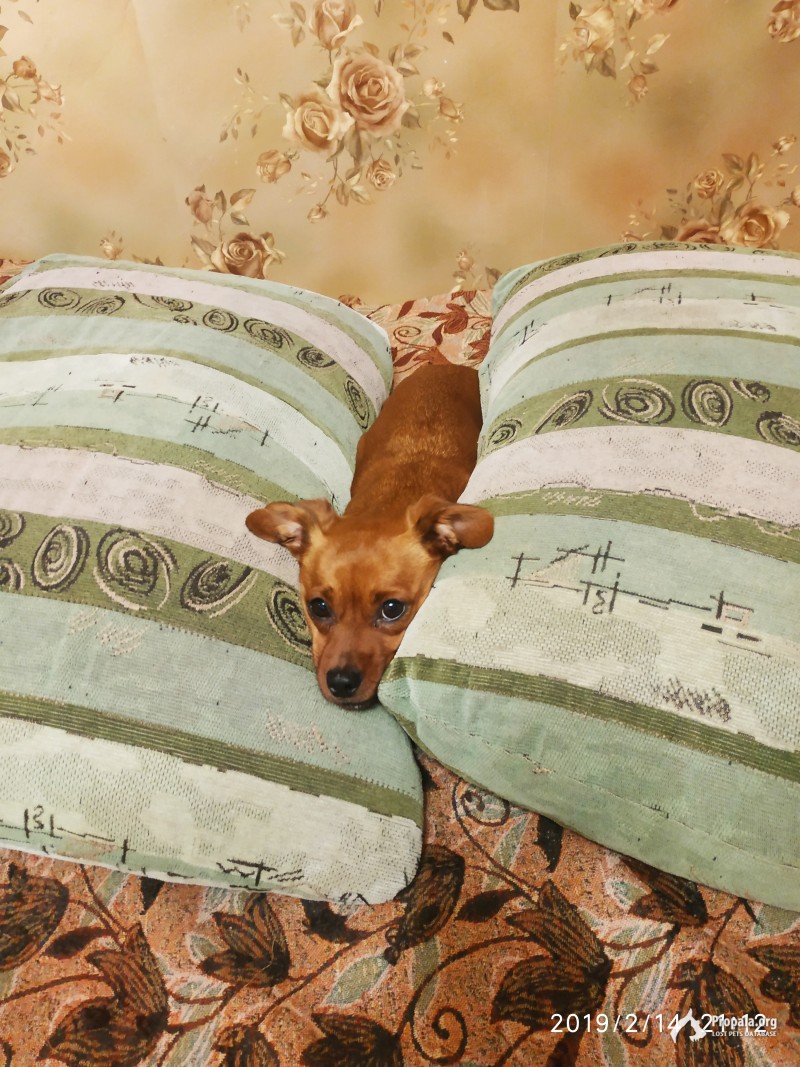 Пропала маленькая собачка