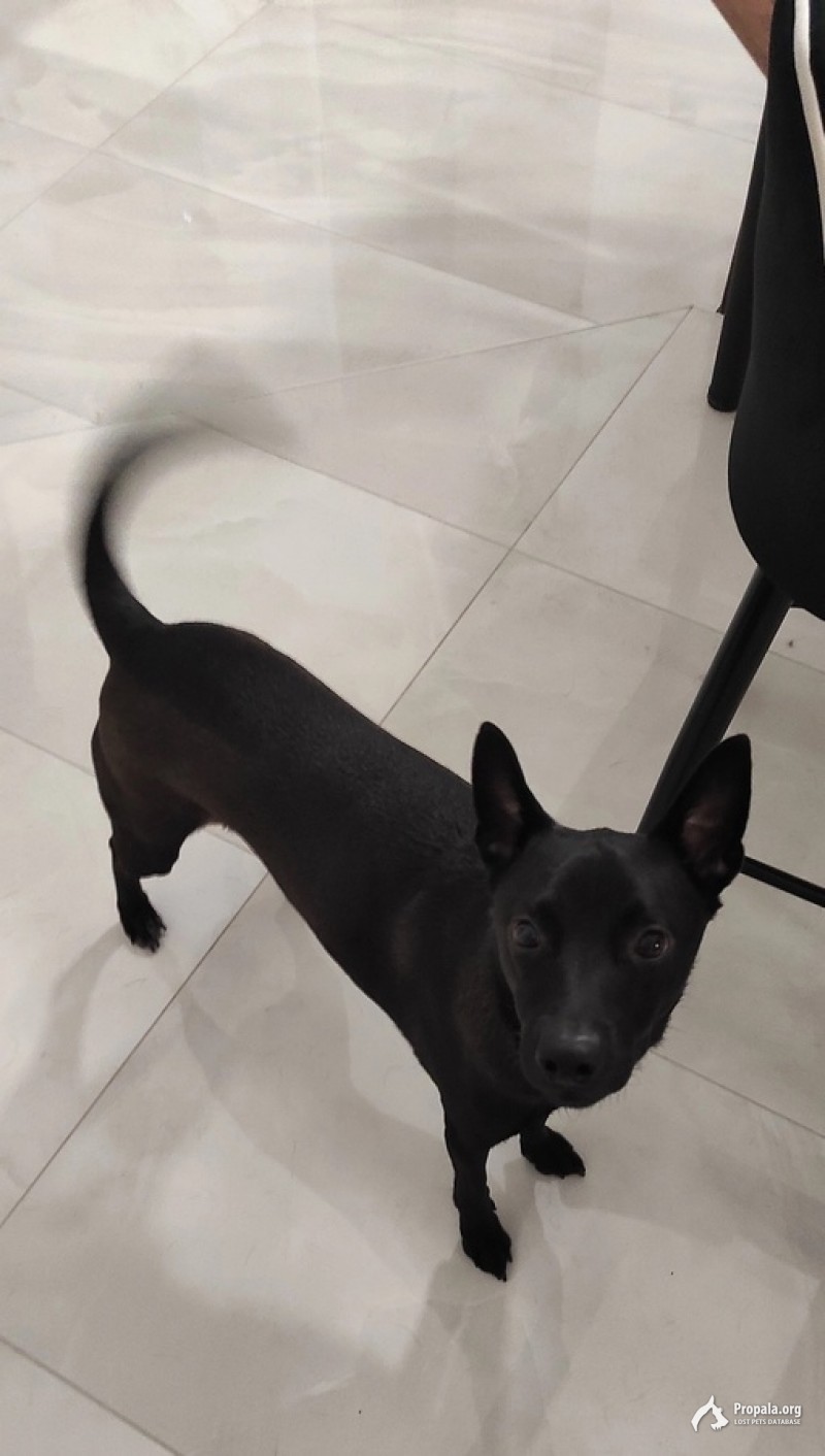 Пропала собака Тимонино Наро-Фоминский район