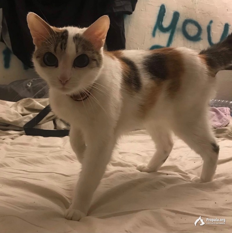 ПРОПАЛА КОШКА В МОСКВЕ