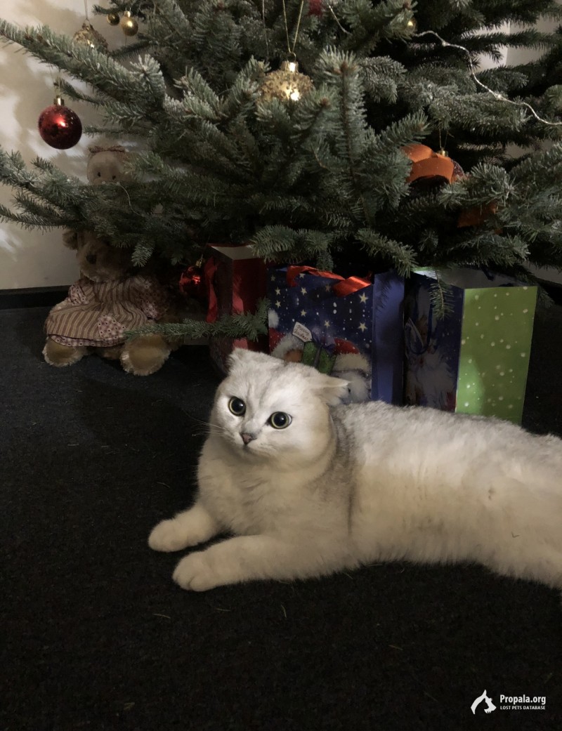 Пропал белый кот