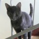 Молодой и добрый котёнок в хорошие руки