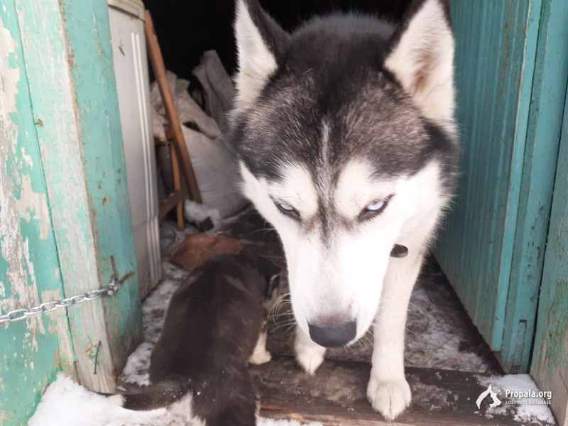 Пропала кормящая мать