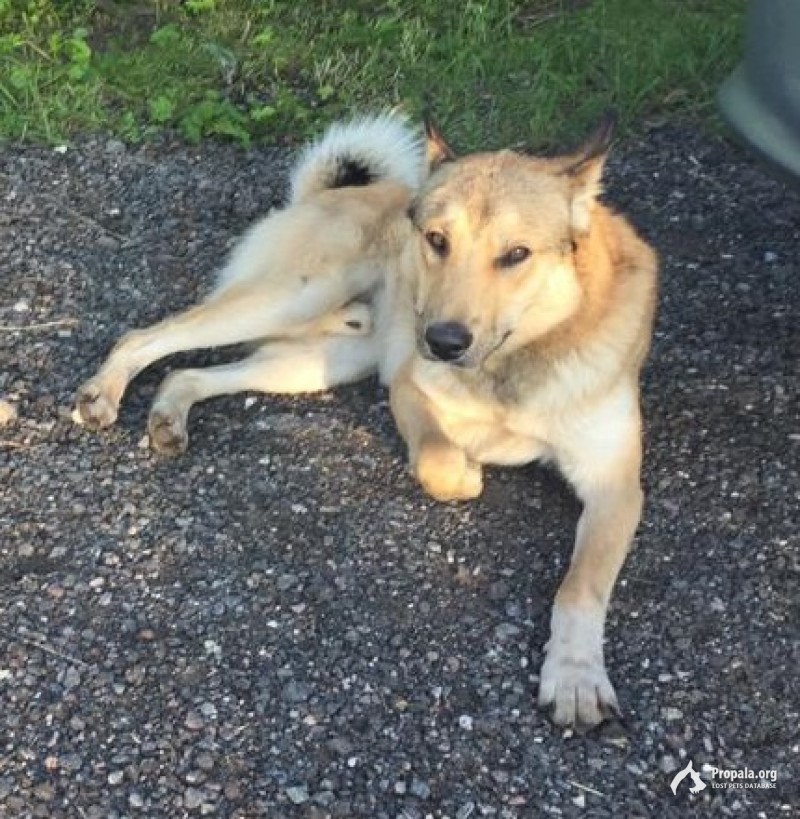 Найдена собака