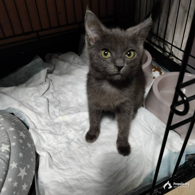 Котенок Серенький мальчик 2 мес