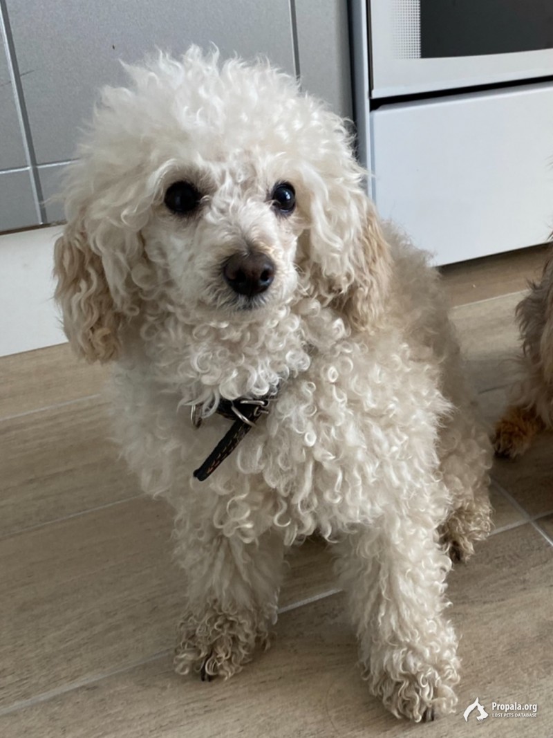 Пропал белый пудель Ларри