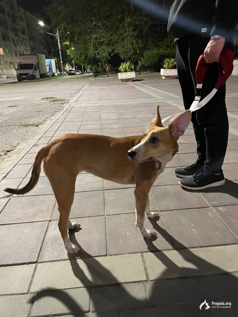 Найдена собака