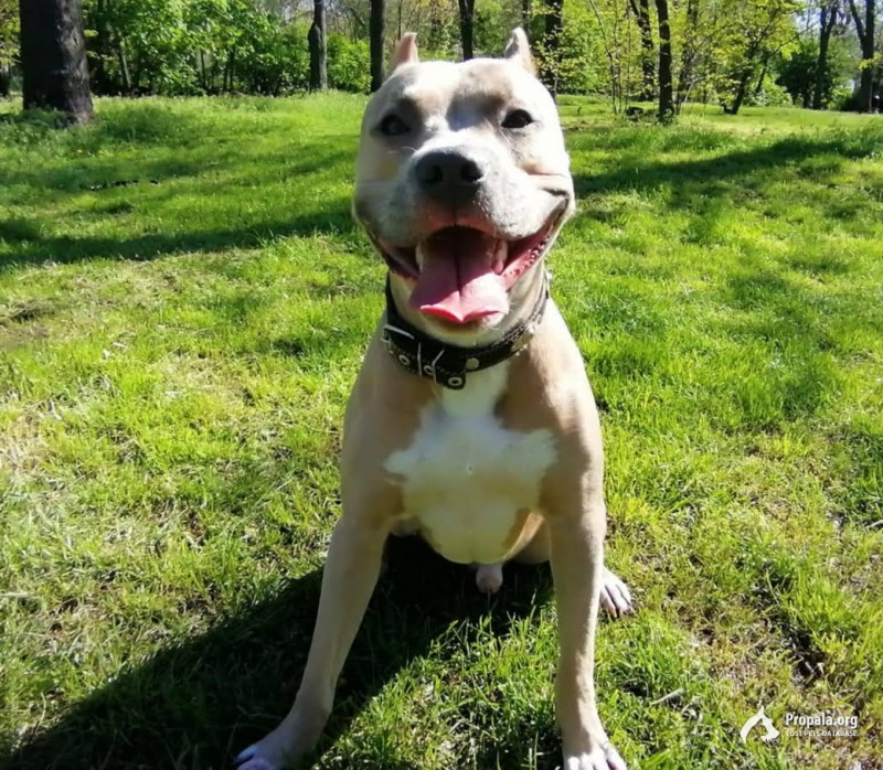 Потерялся стаффорд.