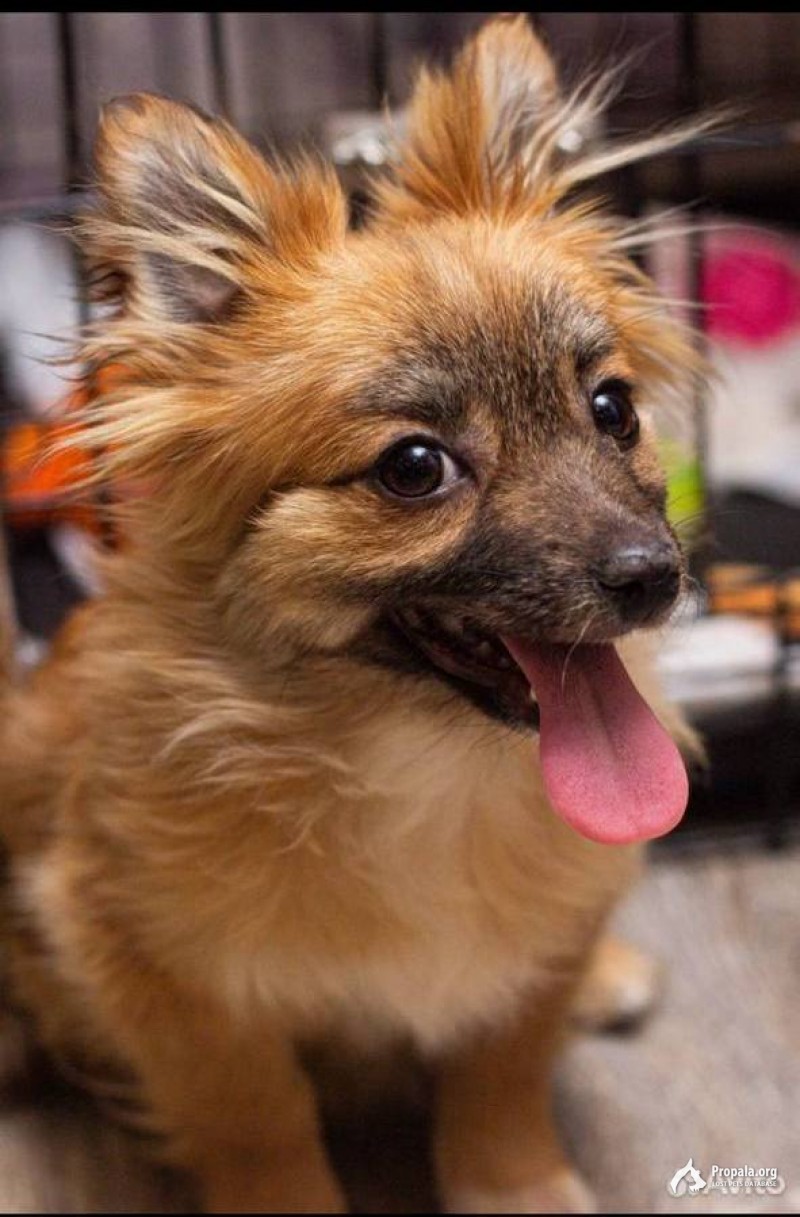 Сясьстрой, ул. Ленина/Суворова, Пропала собака