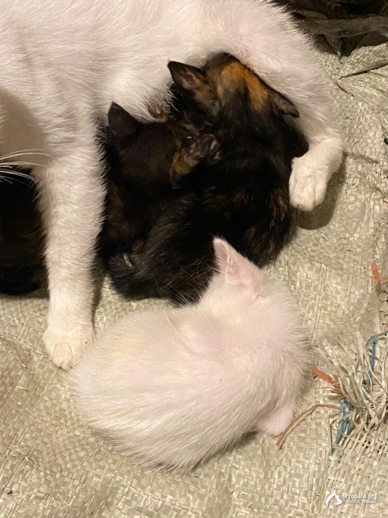 Отдадим котят в добрые руки!