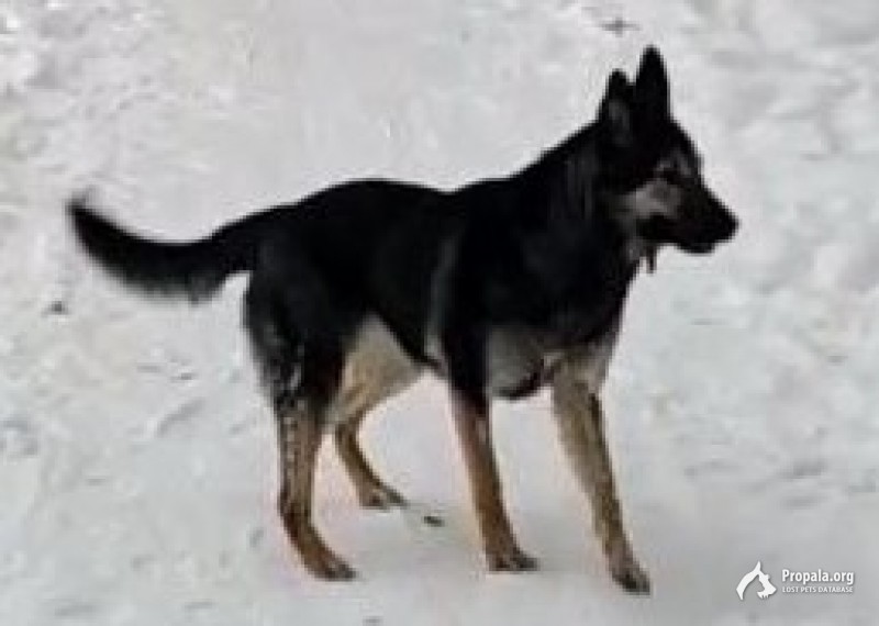 Потерялась собака