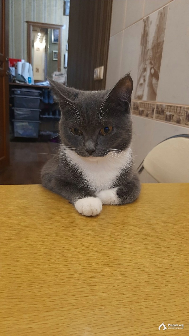 Пропала кошка!