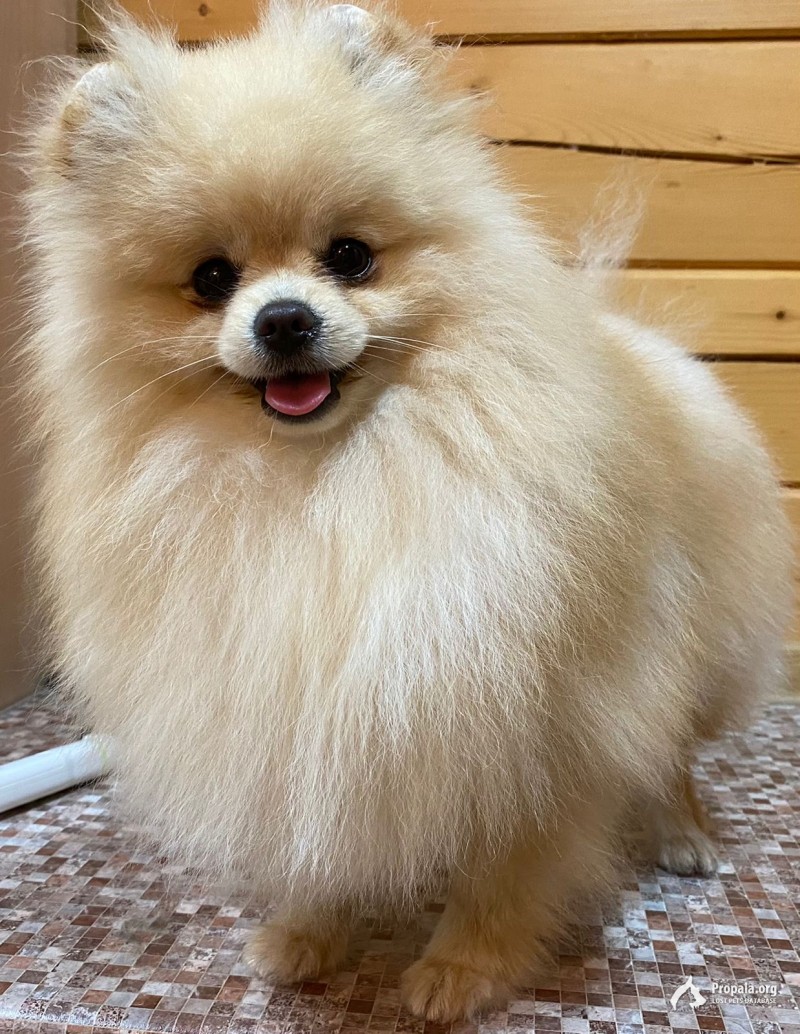 Пропал померанский шпиц! Энколово-Мистолово