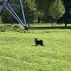 Найдена собака чёрная с белой холкой, Борисовский пруды