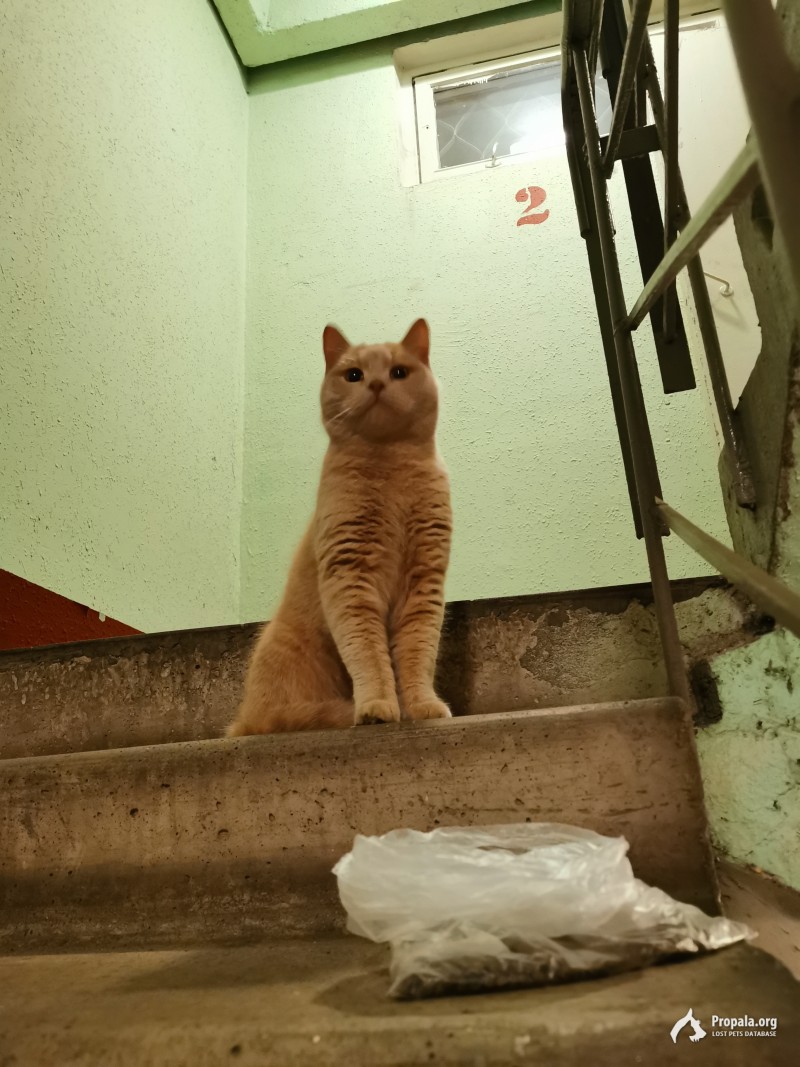 Найден рыжий кот в кузьминках